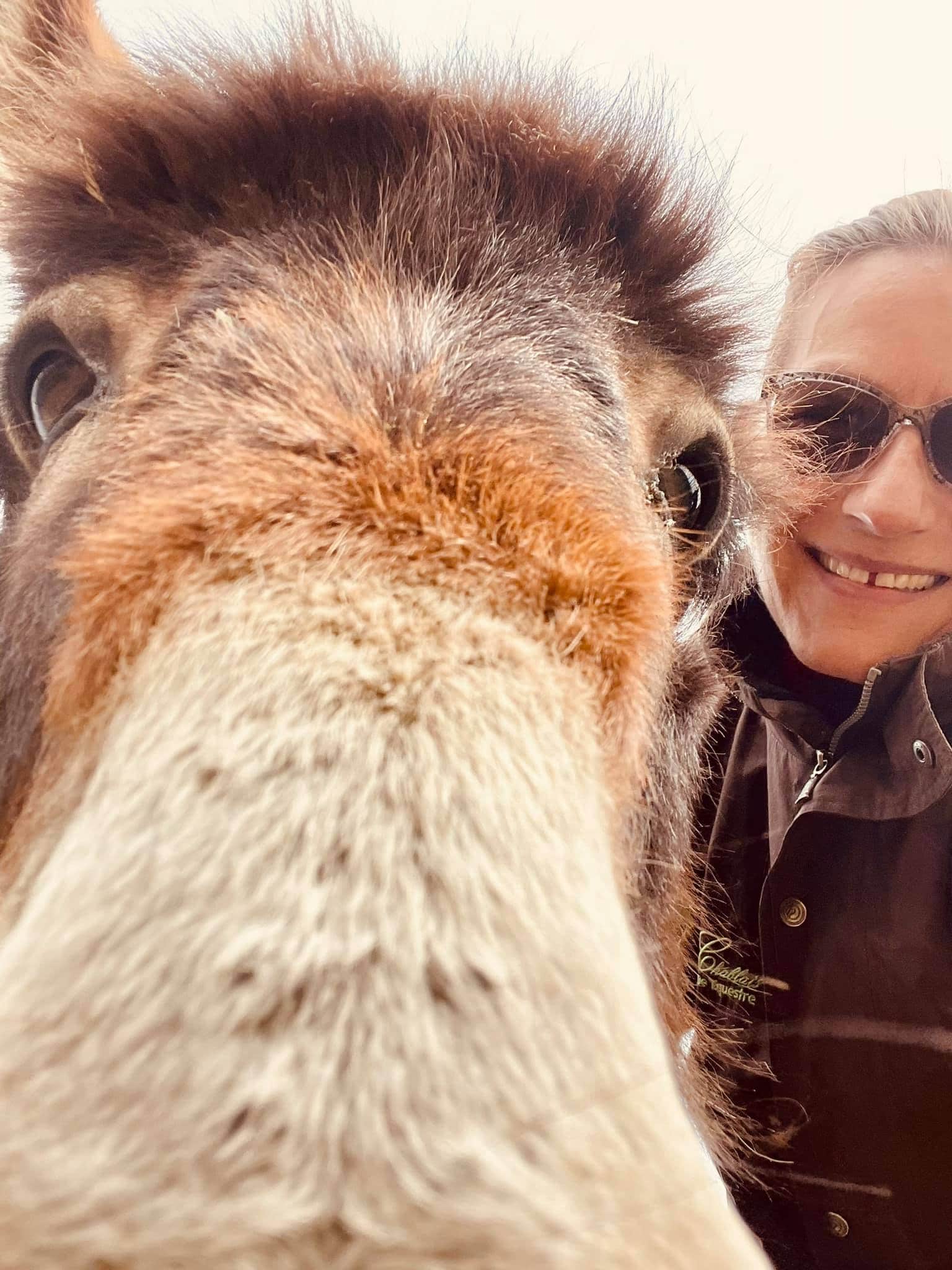 cheval qui prend un selfie